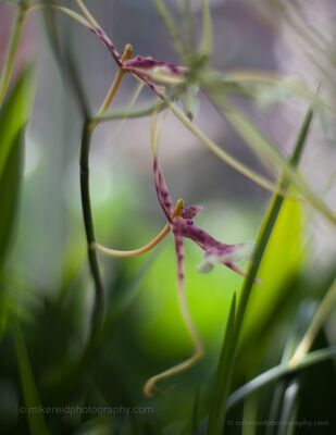 Delicate Orchids