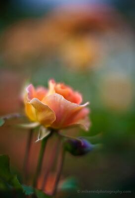 Brass Band Rose in a Dream of Color A Brass Band rose glows in warm peach and golden tones against a softly blurred garden of green, blue, and amber. Very shallow depth of field leaves the...