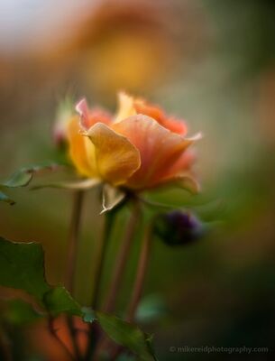 Brass Band Rose in Golden Evening Light A Brass Band rose photographed in warm evening light, glowing with peach, orange, and golden tones against a softly blurred garden background. Shallow depth of...
