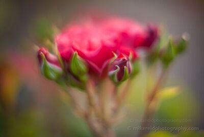 Cinco de Mayo Rosebuds in Soft Garden Light A cluster of Cinco de Mayo rosebuds gathers beneath a vivid pink bloom, photographed with very shallow depth of field in soft evening light. The buds form a...