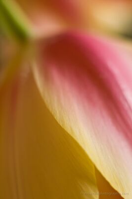 Downward Tulip