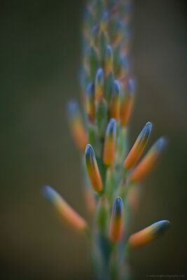Aloe Flower Tree