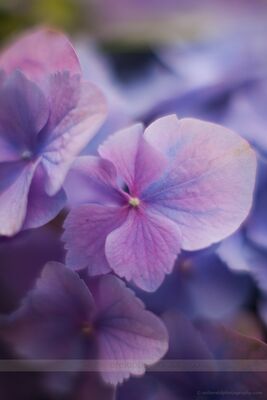 Blue Hydrangea
