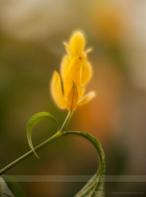 Golden Flourish
