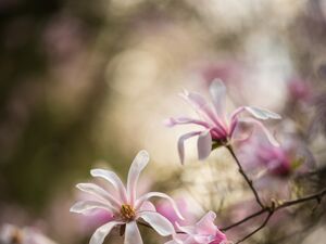 Flower Photography