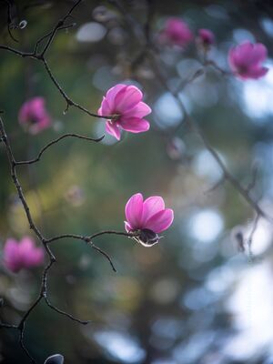Flower Photography Pink Magnolia Bokeh Delicate pink magnolia blossoms glow in gentle morning light, their petals framed by a dreamy bokeh background. This fine art floral photograph captures the...