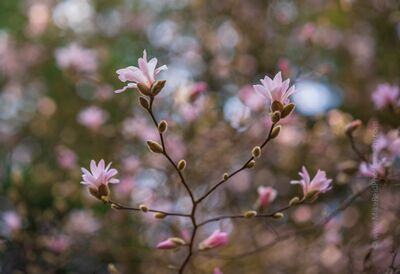 Flower Photography Pink Magnolia Branches Graceful pink magnolia blossoms open on delicate branches against a dreamy background of soft spring color and bokeh. This fine art floral photograph captures...