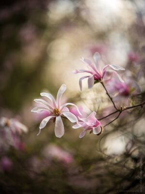 White Magnolias Clouds A delicate close-up of pink magnolia blossoms bathed in warm spring light, their soft petals unfolding against a dreamy bokeh background. Captured with a...