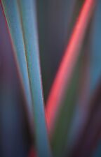 Botanical Abstracts These photographs begin with fast prime lenses used wide open, where foliage can dissolve into color, line and soft...