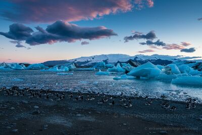 Birds on the Ice Lagoon Shore – Jökulsárlón, Iceland A serene evening at Jökulsárlón Glacier Lagoon in Iceland, where a flock of birds gathers along the black sand shore as luminous blue icebergs drift in the...