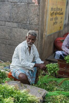 Bunching Cilantro Koyambedu