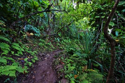 Kalalau Trail Through Tropical Rainforest Kauai Hawaii A narrow, muddy section of the Kalalau Trail winds through dense tropical rainforest along Kauai's spectacular Nā Pali Coast in Hawaii. Lush green ferns, broad...