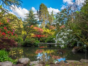 Seattle Garden Spring Color Photography Spring transforms Seattle’s Japanese gardens with fresh green foliage, flowering rhododendrons and azaleas, quiet ponds,...