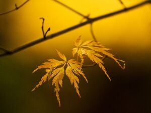 Golden Fall Color