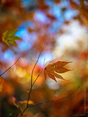 Solitary Autumn Maple Leaf in Soft Color A single fading maple leaf hangs against layers of softly blurred autumn color at the Washington Park Arboretum in Seattle. Selective focus isolates the...