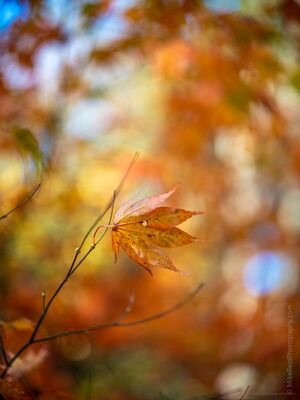 Solitary Maple Leaf in Autumn Bokeh A single fading maple leaf hangs quietly against a luminous wash of autumn color in a Seattle grove. Photographed with selective focus, the surrounding foliage...