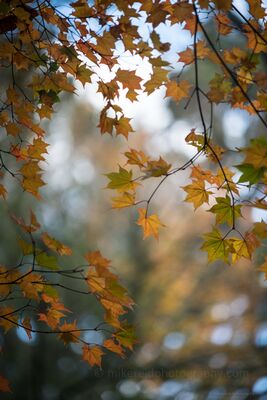 Autumn Maple Leaves in Soft Light Golden and amber maple leaves frame a softly glowing autumn woodland, with shallow depth of field turning the distant foliage and light into a gentle wash of...
