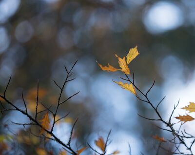 Golden Oak Leaves in Autumn A handful of golden oak leaves remain on slender branches late in the season, suspended against a softly blurred woodland background. Cool blue-gray bokeh...