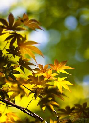 Leaves in Golden Light Japanese maple leaves glow in warm golden light against a softly rendered background of green and blue. Backlighting turns the delicate foliage translucent...