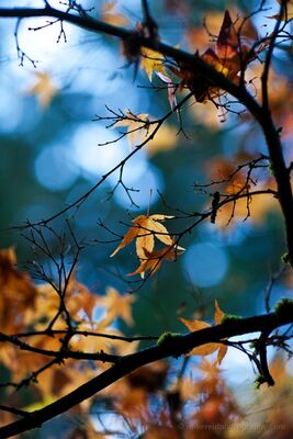 Golden Maple Leaves Against Blue Golden autumn maple leaves glow among dark, twisting branches against a softly blurred blue-green woodland background. Selective focus and luminous bokeh turn...