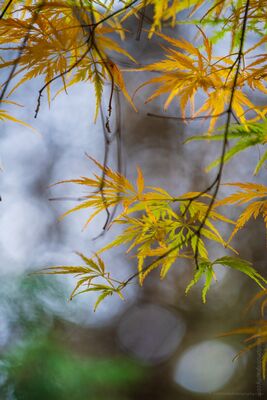 Laceleaf Maple in Autumn Gold Delicate laceleaf Japanese maple leaves shift from green to gold in soft autumn light. A shallow depth of field and distant highlights create a painterly...