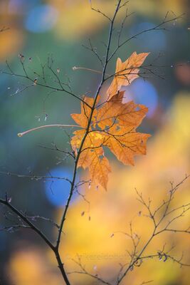 Golden Maple Leaves Against Autumn Bokeh A small cluster of golden maple leaves catches soft autumn light against a richly blurred background of yellow, green, and cool blue. Delicate bare twigs and...