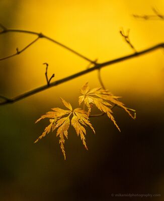 Two Golden Maple Leaves Two delicate Japanese maple leaves catch warm autumn light against a glowing background of gold and deep shadow. The spare composition and sweeping dark...