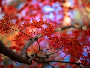 Japanese Maples