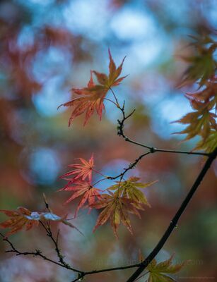 Beautiful Fall Leafscape Delicate Japanese maple leaves emerge from a narrow plane of focus while layers of autumn foliage and glimpses of blue sky dissolve softly behind them....