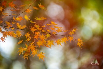 DSC05232 Golden Japanese maple leaves spread across the frame against a softly glowing background of warm autumn color and broad circles of bokeh. The delicate branches...