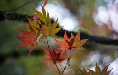 Fall Colors Leaves Depth Japanese maple leaves shift from green to red beneath a mossy branch, set against a softly glowing woodland background. The shallow depth of field keeps...