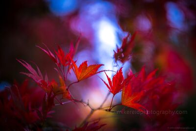 Red Maple Leaves in Autumn Light Brilliant red maple leaves emerge from a deep, colorful background of blue, violet, and crimson bokeh. A very shallow depth of field lets the leaf edges catch...