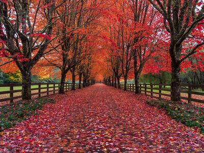 Autumn Lane at Rockwood Farm, Washington A brilliant canopy of red and orange autumn leaves lines the long tree-lined lane at Rockwood Farm in Washington. Fallen leaves blanket the ground beneath...