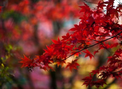 Glorious Japanese Maples Colors Brilliant red Japanese maple leaves sweep across a background of softly layered autumn color, where reds, golds, greens and cool blues dissolve into an almost...