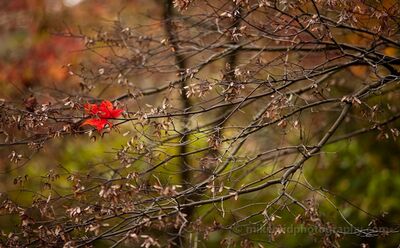 Single Red Maple LEaf A single brilliant red maple leaf remains among a delicate tangle of bare branches, surrounded by the muted greens, golds and browns of late autumn. Shallow...