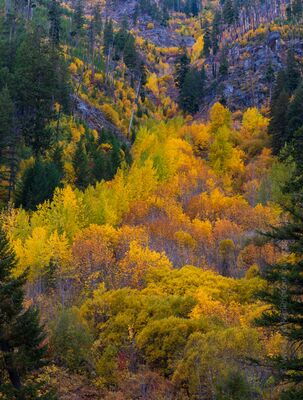 Vein of Autumn Color in Tumwater Canyon A ribbon of brilliant fall color climbs the steep slopes of Tumwater Canyon near Leavenworth, Washington. Golden deciduous trees weave between dark evergreens...