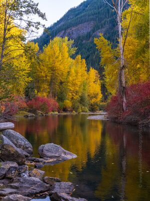 Golden Autumn Reflections in Tumwater Canyon Golden fall foliage lines a calm stretch of water in Tumwater Canyon near Leavenworth, Washington. Yellow trees and deep red understory reflect across the dark...