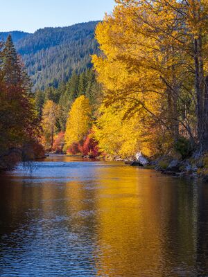 Golden Reflections Along the Wenatchee River Golden autumn trees line a quiet stretch of the Wenatchee River in Tumwater Canyon near Leavenworth, Washington. Bright yellow foliage reflects across the water...