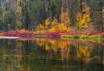 Crimson and Gold Reflections in Tumwater Canyon Brilliant red and golden autumn foliage lines a calm stretch of water in Tumwater Canyon near Leavenworth, Washington. The vivid shoreline colors mirror across...