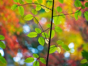 Woodland Leaves & Branches