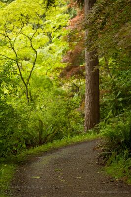Around the Bend A quiet path curves through the lush woodland of the Washington Park Arboretum in Seattle. Soft light filters through layers of Japanese maples, ferns and...