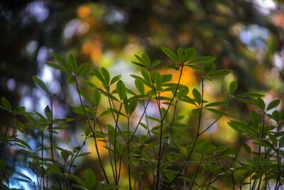 Rhododendron Leaves Against Autumn Color Green rhododendron leaves rise against a softly blurred woodland glowing with yellow and orange autumn color. Shallow depth of field separates the delicate...