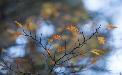 Golden Oak Leaves in Late Autumn A scattering of golden oak leaves remains on slender dark branches against a softly blurred woodland background. The sparse foliage and cool blue-gray light...