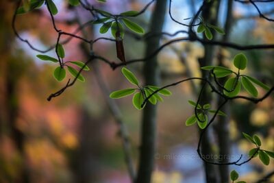 Rhododendron Leaves Against Autumn Color Evergreen rhododendron leaves and twisting branches stand in sharp relief against the softly blurred colors of autumn. Warm reds, golds and greens dissolve into...