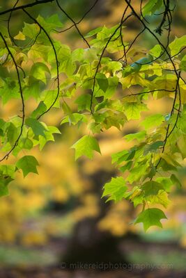 Green Leaves Against Autumn Gold Green maple leaves hang beneath delicate branches against a softly blurred backdrop of golden autumn foliage. Shallow depth of field turns the distant trees...