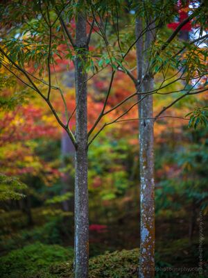 Two Trees in Autumn at the Seattle Arboretum Two slender tree trunks stand quietly against layers of soft autumn color at the Washington Park Arboretum in Seattle. The restrained foreground and colorful...