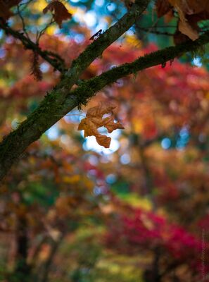 Mossy Branches and Autumn Color Moss-covered branches cross a softly blurred canopy of red, orange, gold, and green autumn foliage. A small cluster of fading leaves hangs beneath the branch,...