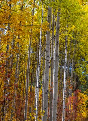 Golden Aspens in Autumn Tall white trunks rise through a brilliant canopy of yellow and gold, with touches of orange and red adding depth near the forest floor. The vertical...