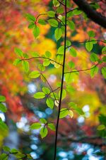 Woodland Leaves & Branches A collection of woodland leaf photographs exploring autumn color, mossy branches, fading foliage, and quiet seasonal...