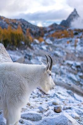 Enchantments Goat Resident